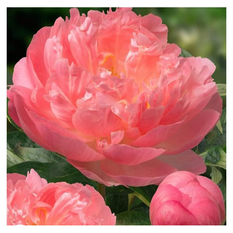 New fragance Peonia e Fico 100ml