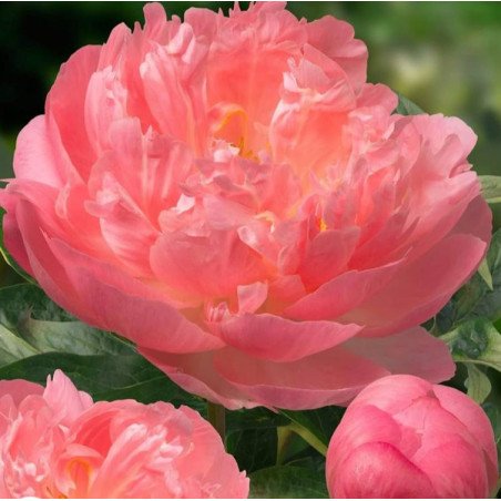New fragance Peonia e Fico 100ml
