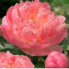 New fragance Peonia e Fico 100ml