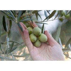Fior d'ulivo
