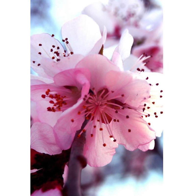 New fragance fiori di Pesco e Fico D'India